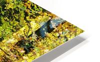 Autumnal path HD Metal print