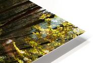 Autumn shadows HD Metal print