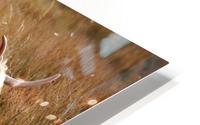 Light Fringed HD Metal print