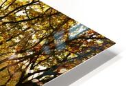 Bramcote wood HD Metal print