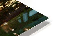 Last tree light HD Metal print