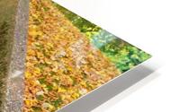 Autumnal steps HD Metal print