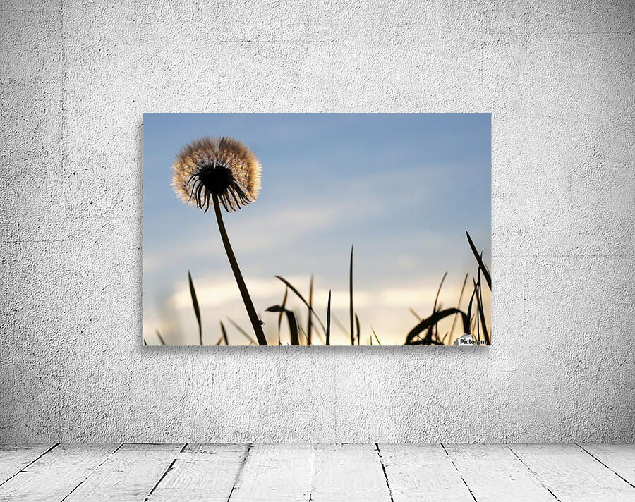 Dandelion Wall Preview