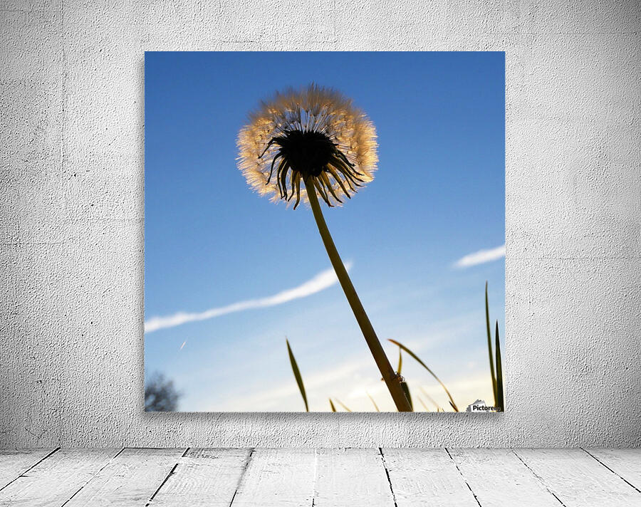 Dandelion Wall Preview