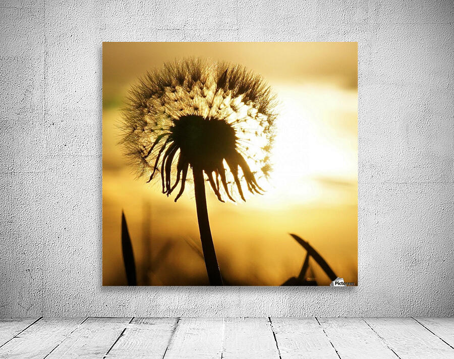 Dandelion Wall Preview