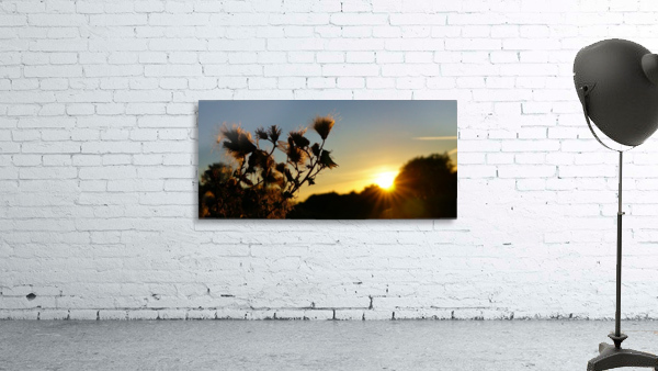 Park weeds sunset Wall Preview
