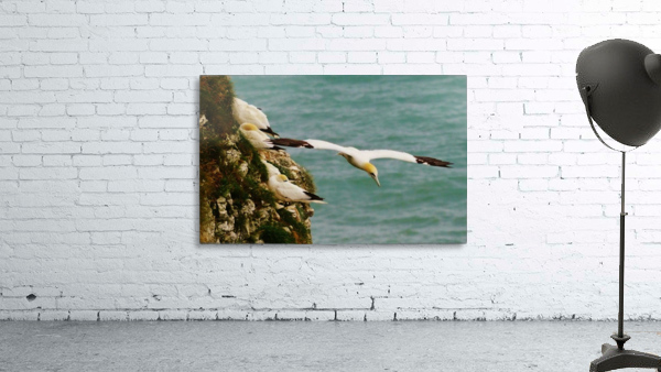 Flying visit Wall Preview