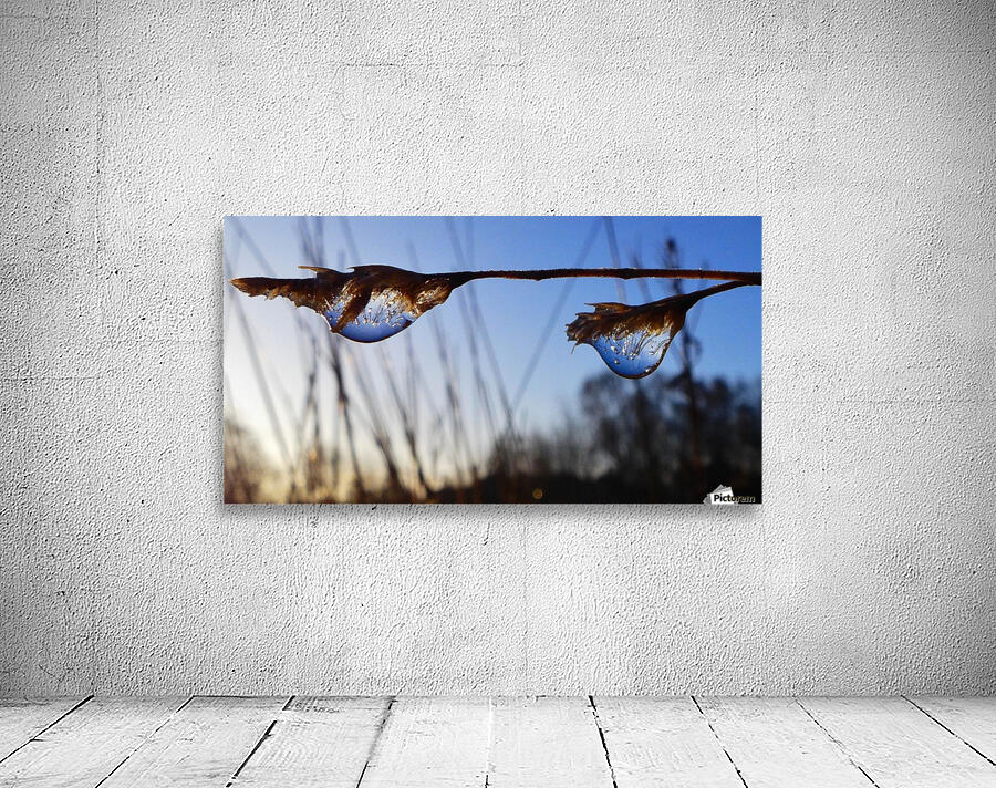 Morning drops Wall Preview