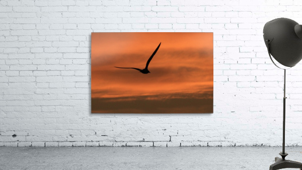 Sunrise seagull Wall Preview