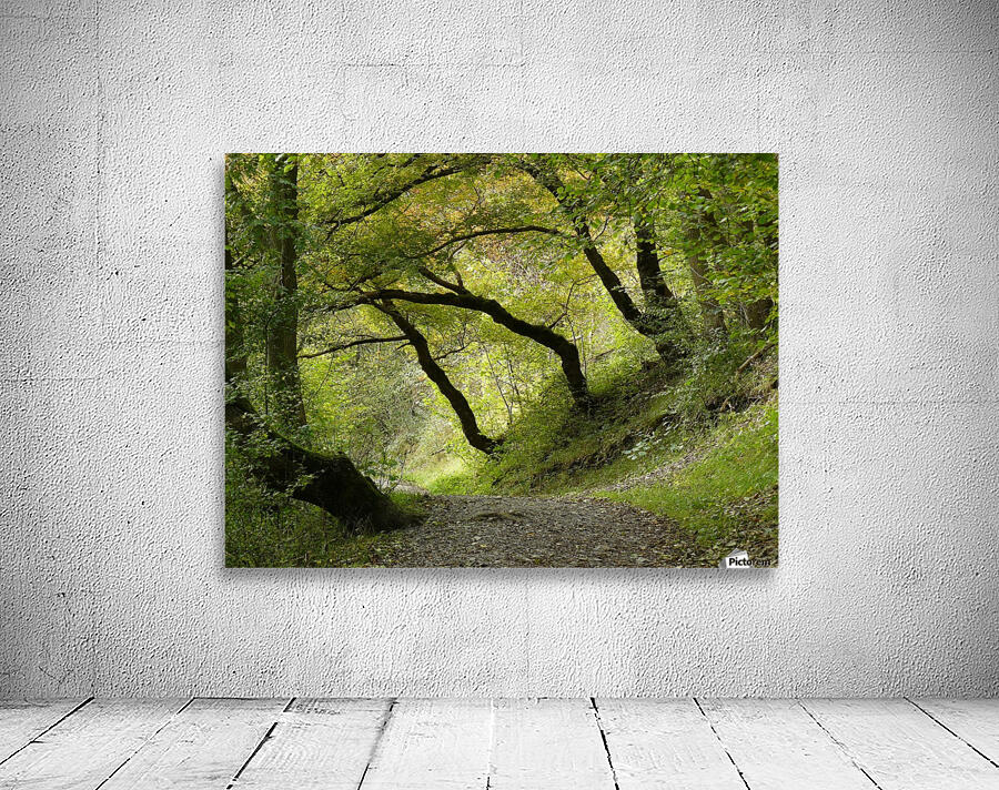 Tree covered path Wall Preview