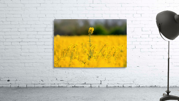 Above all yellow Wall Preview
