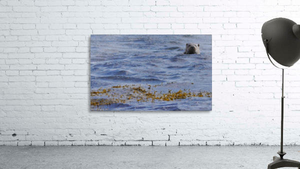 Watching Otter Wall Preview