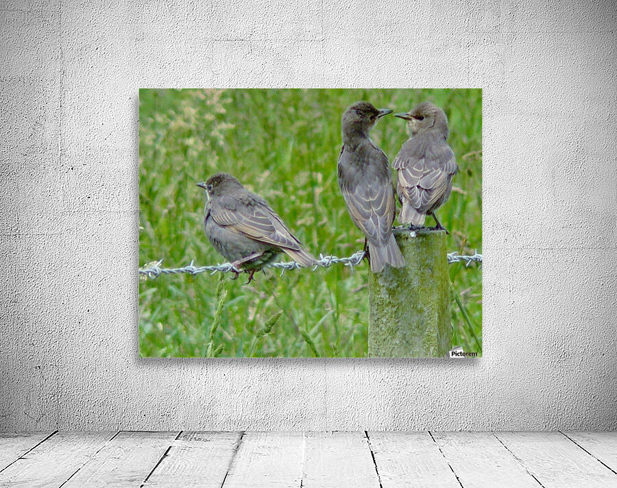 Threes a crowd Wall Preview