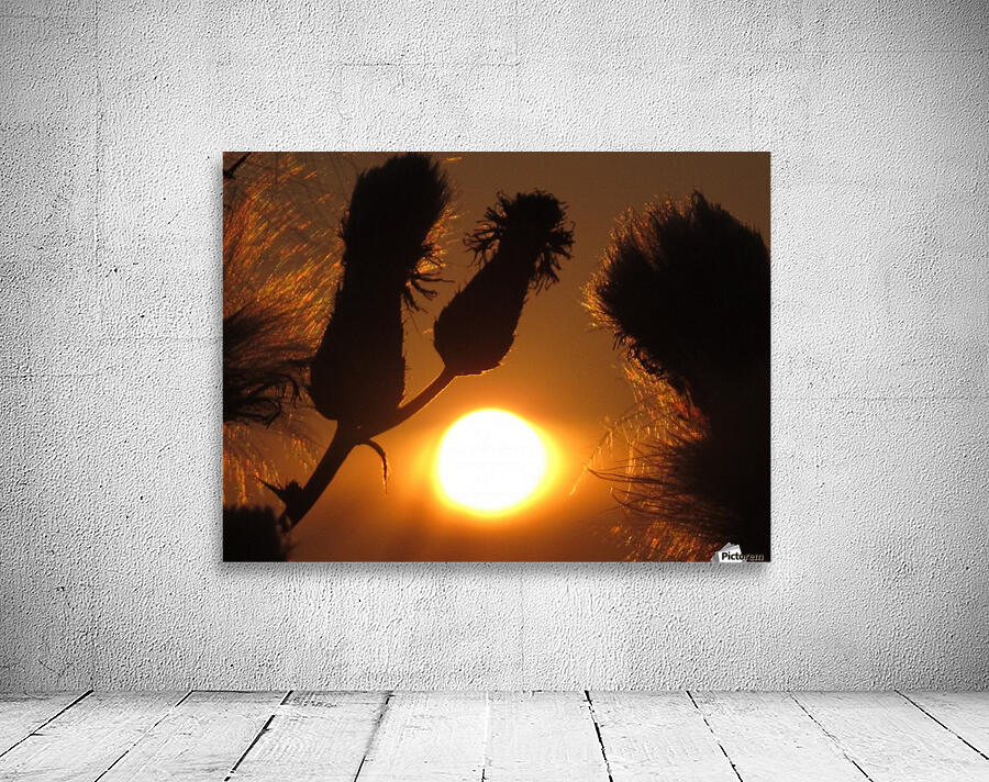 Weed sunset Wall Preview
