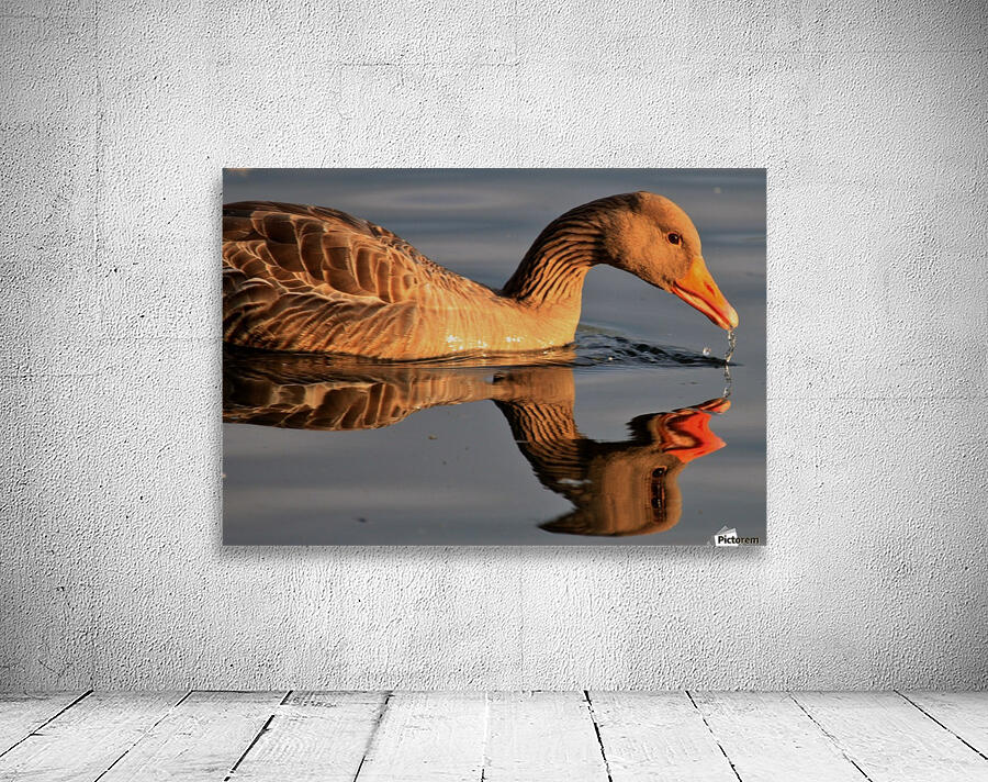Duck reflection Wall Preview