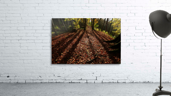 Autumn shadows Wall Preview