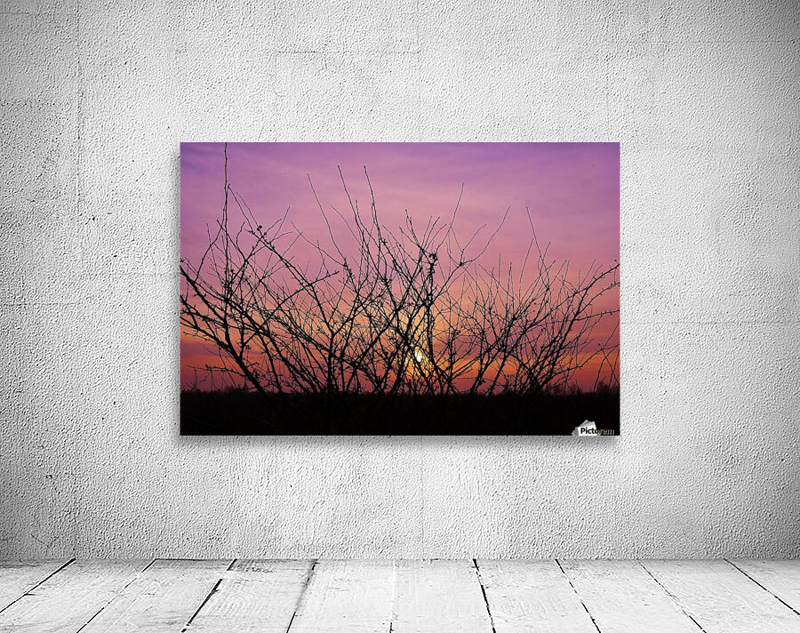 Winter sunset twigs Wall Preview