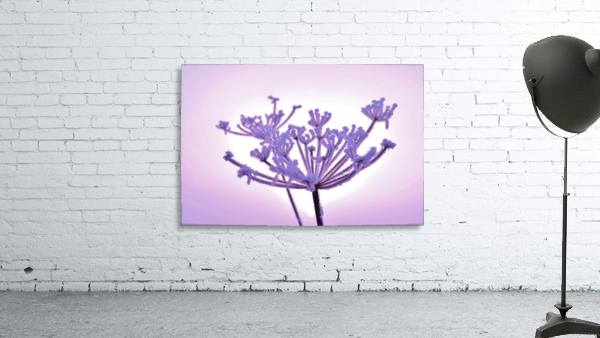 Pink tint Wall Preview