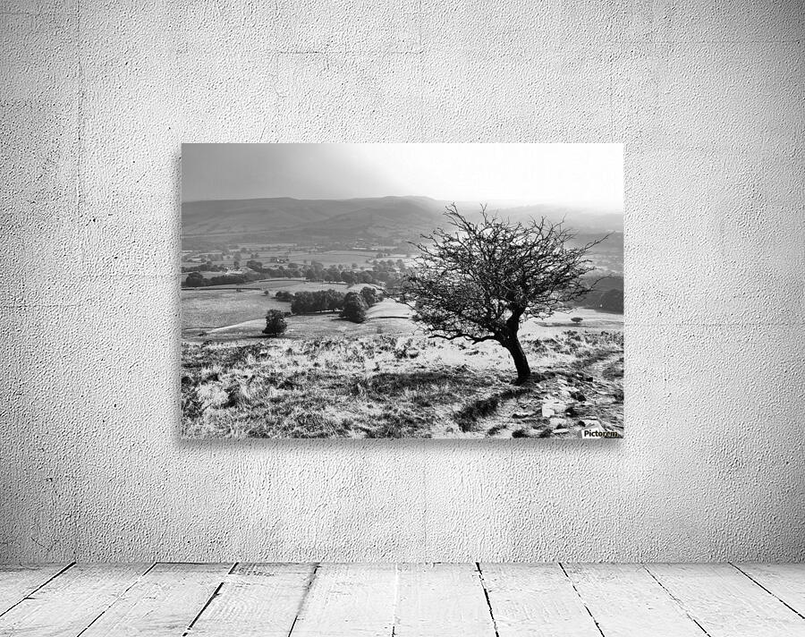Last tree Wall Preview