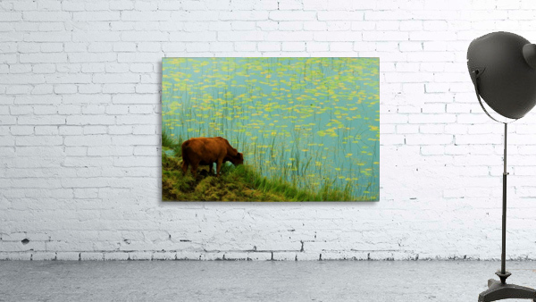 Lilly pond drinking Wall Preview