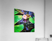 Pink water lily floating Acrylic Print