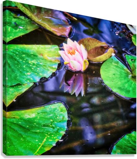 Pink water lily floating Canvas Print