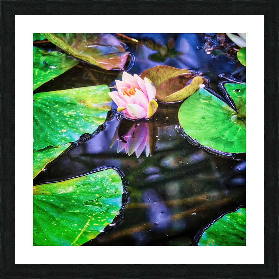 Pink water lily floating Picture Frame print