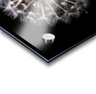 Dandelion Seed Impression Acrylique