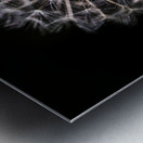 Dandelion Seed Impression metal