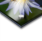  Water Lilies Acrylic print