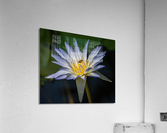  Water Lilies Acrylic Print