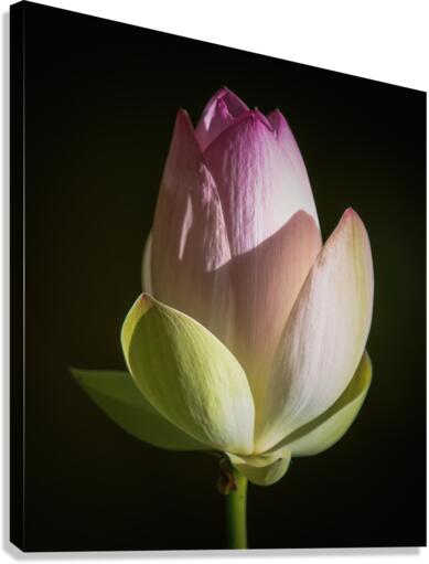 Water Lilies Canvas Print