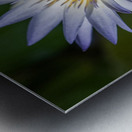  Water Lilies Metal print