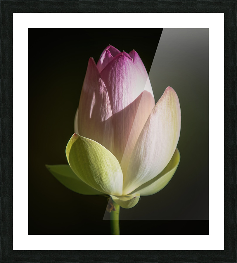 Water Lilies Picture Frame print