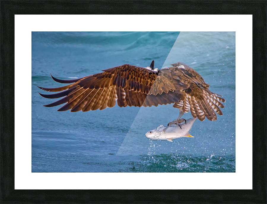 OSPREY AND POMPANO Picture Frame print