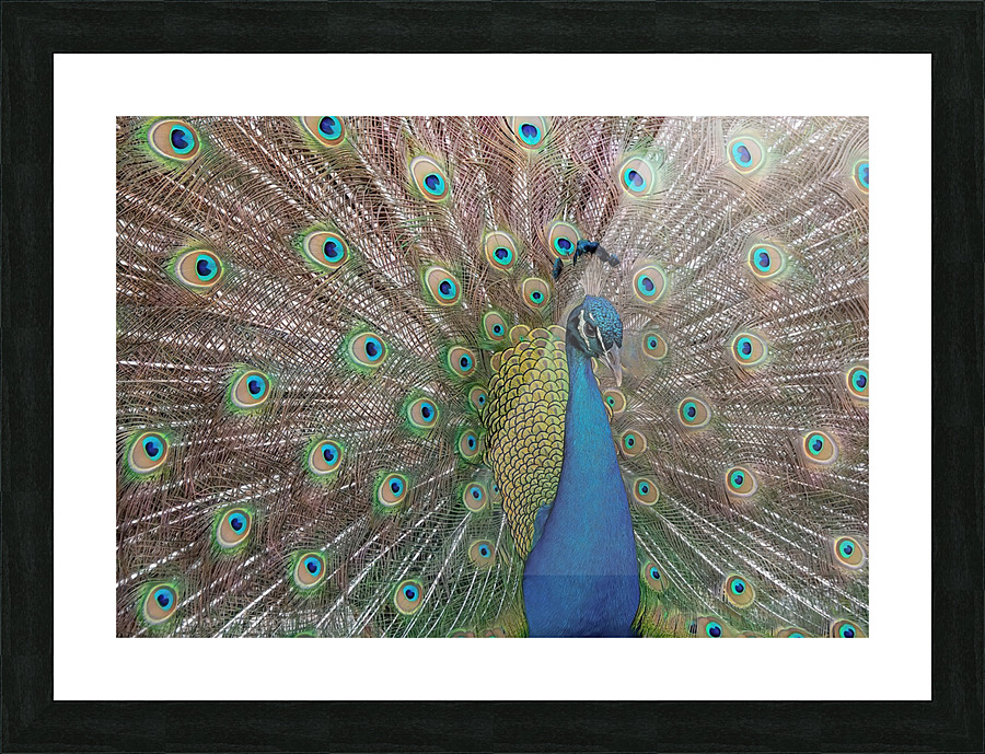 PEACOCK  Picture Frame print