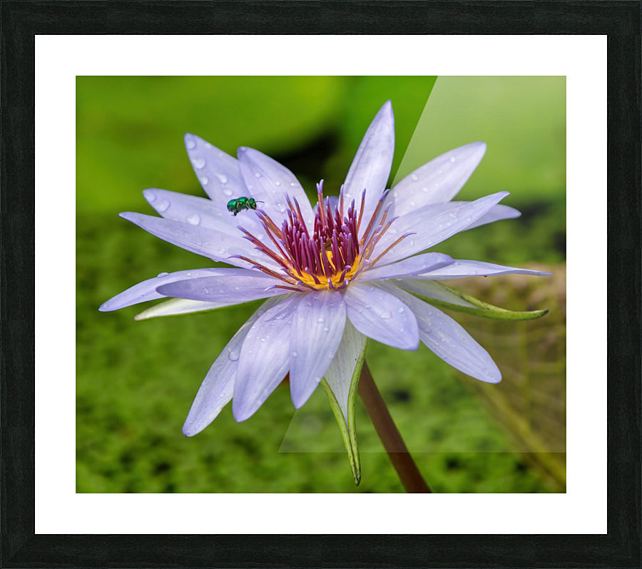    Water Lilies Picture Frame print