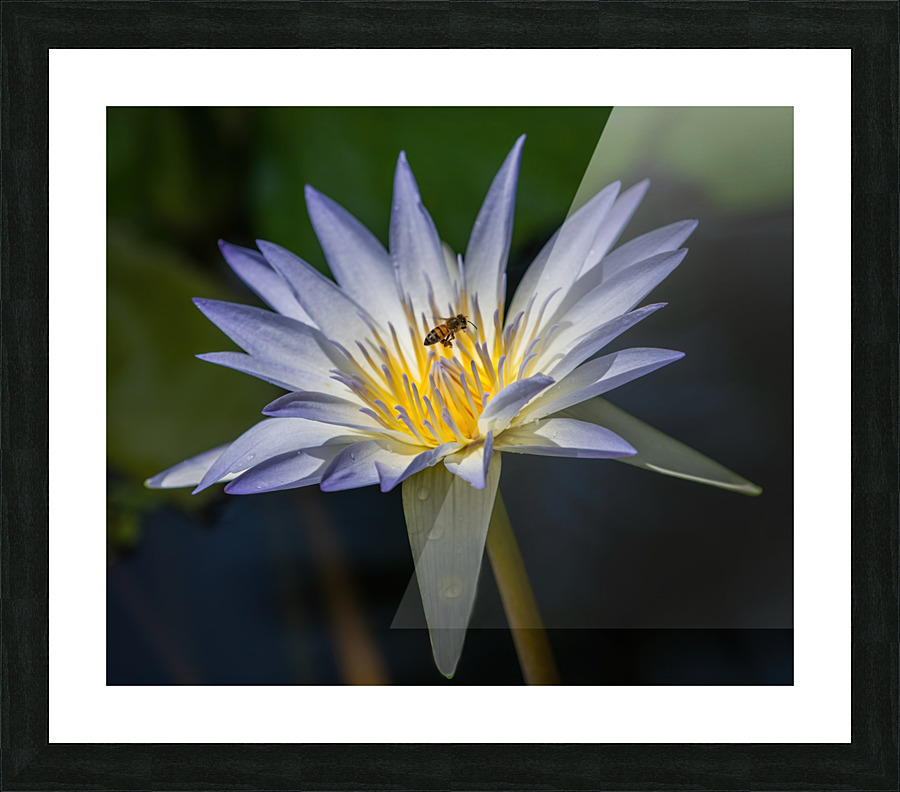  Water Lilies Picture Frame print