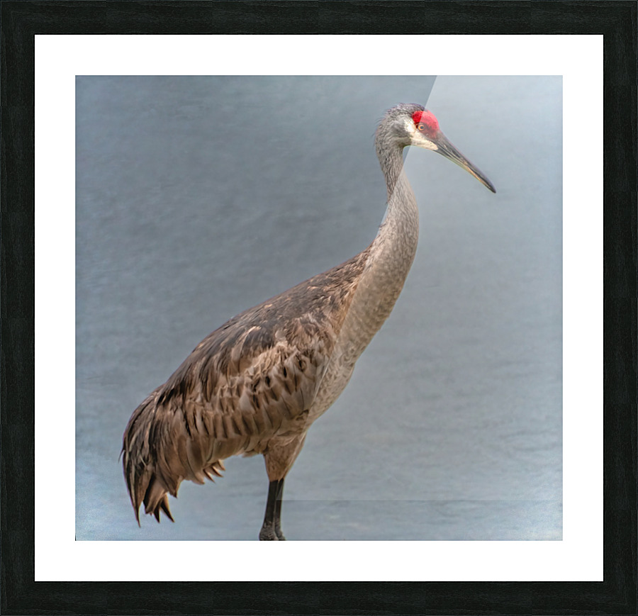   Sandhill Crane  Picture Frame print