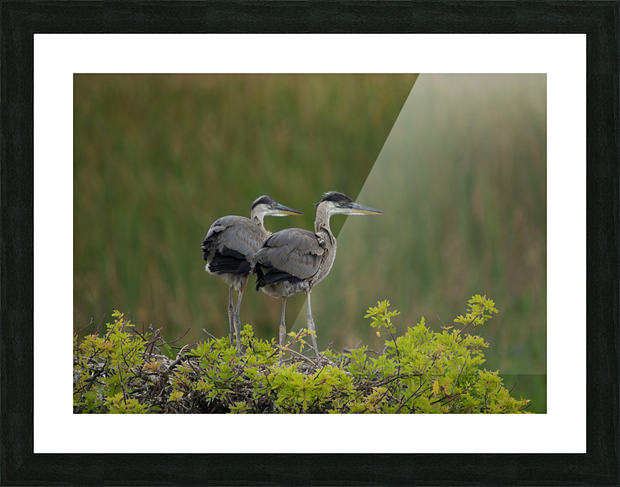 BABY  BLUE HERON VIERA Picture Frame print