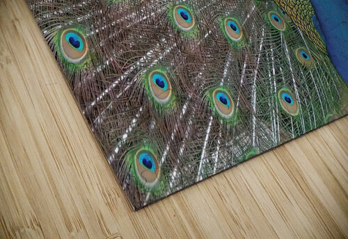 PEACOCK  Ercan Ekinci puzzle