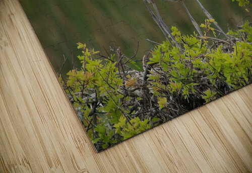 BABY  BLUE HERON VIERA Ercan Ekinci puzzle
