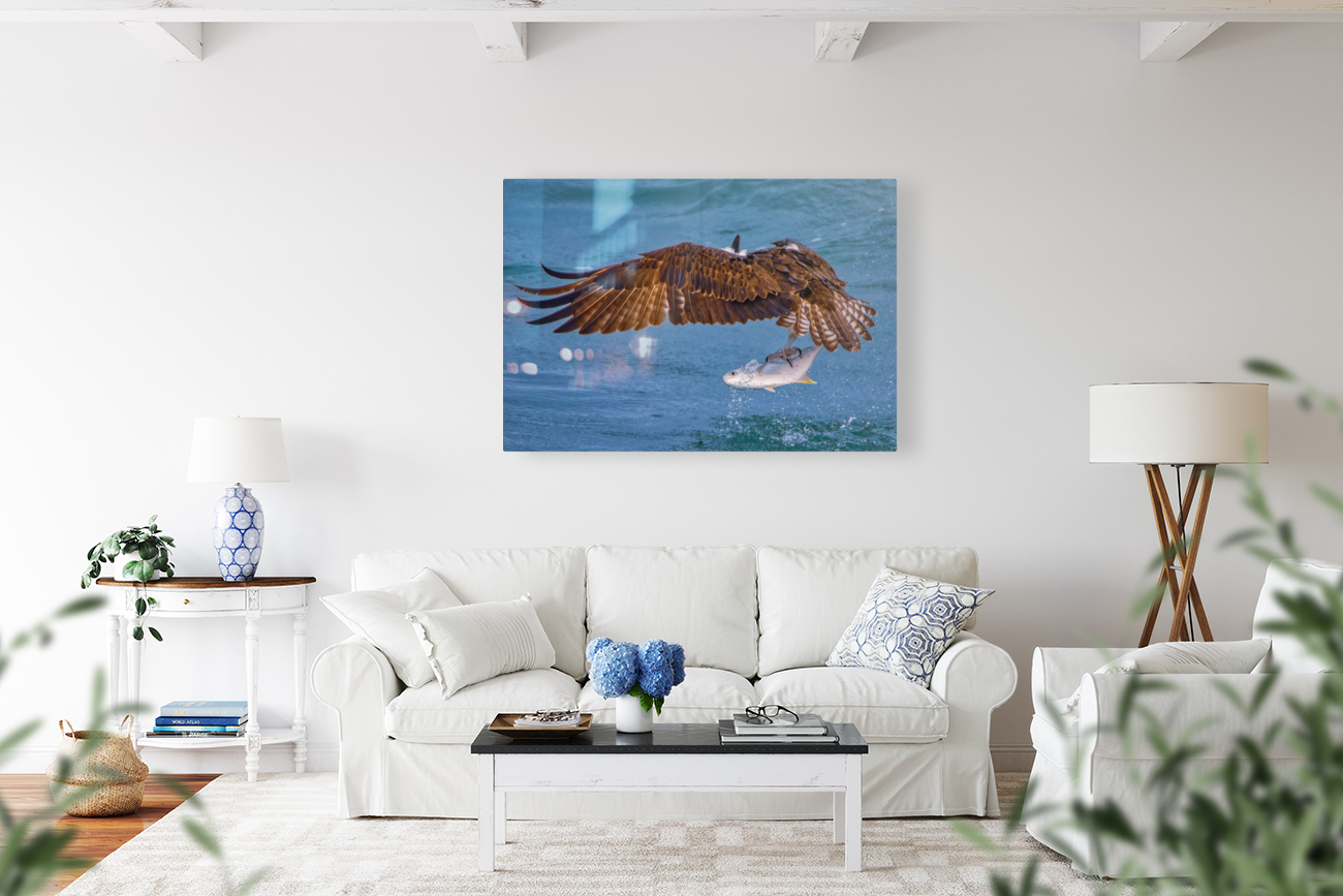 OSPREY AND POMPANO Reproduction