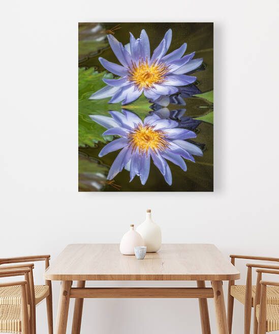 Water Lilies Reproduction