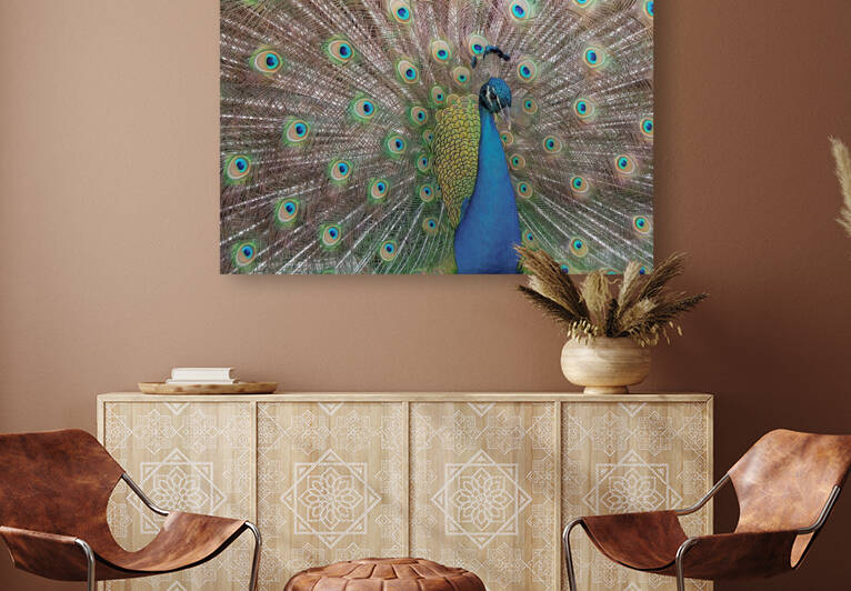 PEACOCK  Reproduction