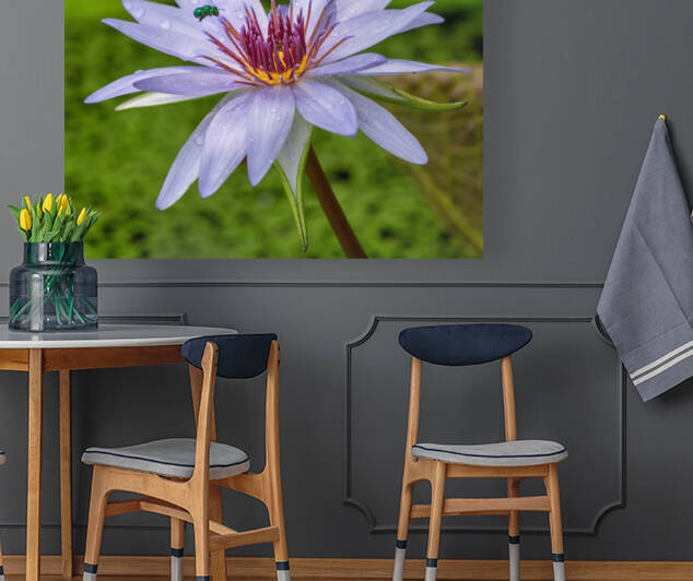    Water Lilies Reproduction