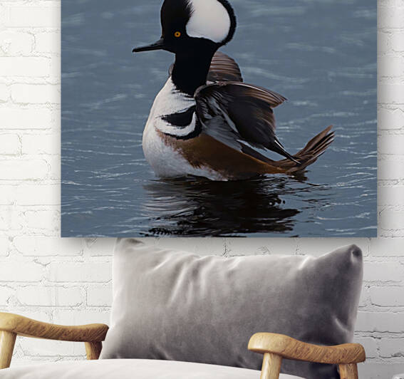 Hooded Merganser  Reproduction