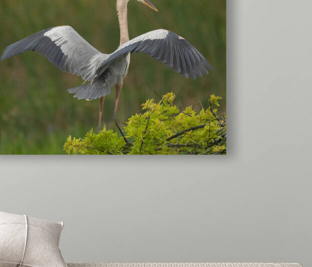BLUE HERON VIERA  Reproduction