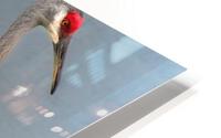   Sandhill Crane  HD Metal print