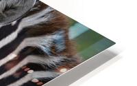 ZEBRA HD Metal print